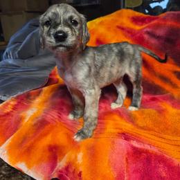 Short stack - Black and silver male Afghan Hound puppy in Watsonville, California from Summerbrook Afghans