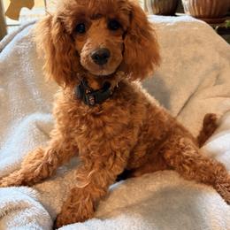 Rusty - Poodle