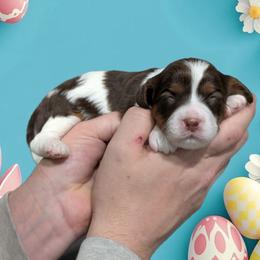 Stoogette - Tri-color female Cavapoo puppy in Coshocton, Ohio from Forever Family Puppies