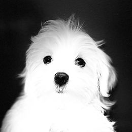 Maltese Puppies from Old Hickory Maltese