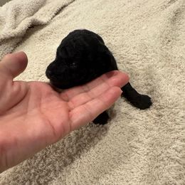 Daisy - Black female Poodle puppy in Queen Creek, Arizona from Prestigious Toy Poodles