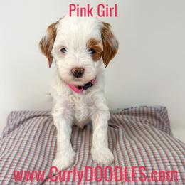 Pink girl - Parti female Goldendoodle puppy in Taneytown, Maryland from Curlydoodles
