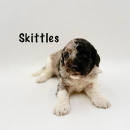 Skittles - Merle female Goldendoodle puppy in Milford, Pennsylvania from Doodles Are Golden