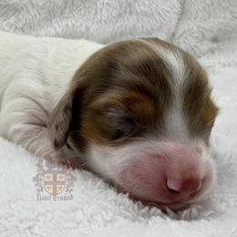 Stella - Piebald female Dachshund puppy in Miami, Florida from Haus Ernand Dachshunds