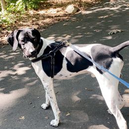 Neo - German Shorthaired Pointer