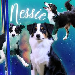 Nessie - Miniature American Shepherd