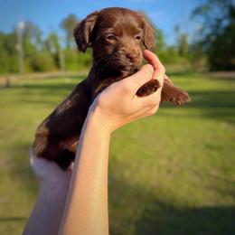 (Nestle) - Chocolate female Dachshund puppy in Waycross, Georgia from Willow Run Dachshund’s