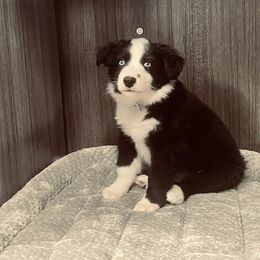 Miniature Australian Shepherd Puppies from Broken T Australian Shepherds