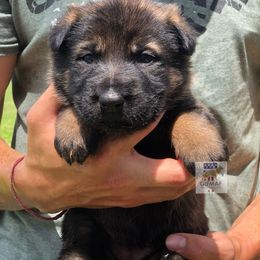 German Shepherd and Giant Schnauzer Puppies from Gifmaf Kennel