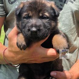 German Shepherd and Giant Schnauzer Puppies from Gifmaf Kennel