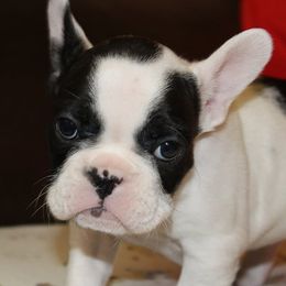 French Bulldogs from 2K Frenchies