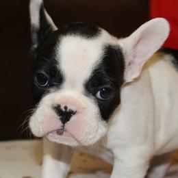 French Bulldogs from 2K Frenchies