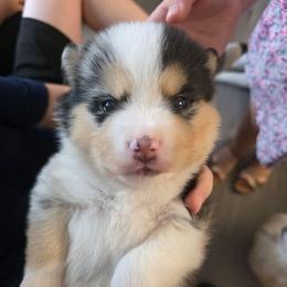 Kahlua - Merle male Pomsky puppy in Spokane, Washington from CJ White's Poms and Pomskies