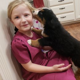 Bernese Mountain Dog Puppies from Swamp Creek Berners