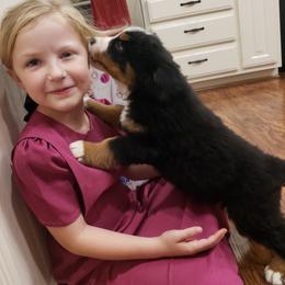 Bernese Mountain Dog Puppies from Swamp Creek Berners