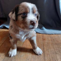 Gray Collar - Red merle Australian Shepherd puppy in Kansas from Lifeline Ranch
