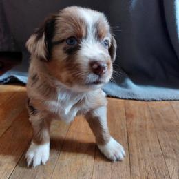 Gray Collar - Red merle Australian Shepherd puppy in Kansas from Lifeline Ranch
