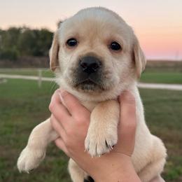 Chestnut - Yellow male Labrador Retriever puppy in Garnett, Kansas from Timberland Creek Labradors
