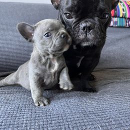French Bulldog Puppies from Rockstar Kennel