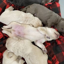 Dilute Retriever Puppies from Virdin’s Silver Labs