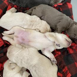Dilute Retriever Puppies from Virdin’s Silver Labs