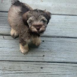 Buzz - Liver male Miniature Schnauzer puppy in Salisbury, North Carolina from Truffle Tail Schnauzers