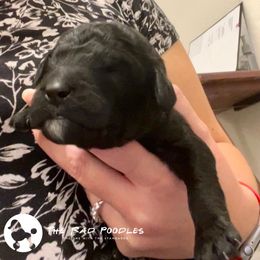 Poodle Puppies from The Rad Poodles