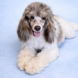 Maverick - Poodle