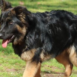 German Shepherds from Sandra Pope's German Shepherds
