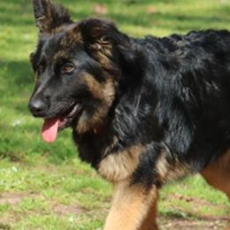 German Shepherds from Sandra Pope's German Shepherds