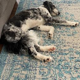 Aussiedoodle and Australian Shepherd Puppies from Junipersdoodles