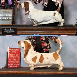 Basset Hounds from Ozarks Bassets