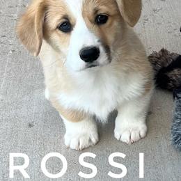 Rossi - Red male Pembroke Welsh Corgi puppy in Vernal, Utah from Bingo's Kennel