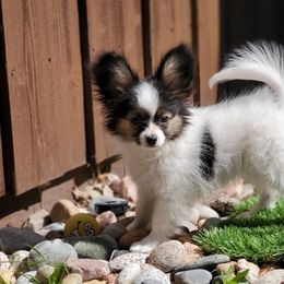 Papillon Puppies from Belladonna Papillons