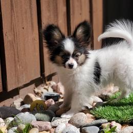 Papillon Puppies from Belladonna Papillons