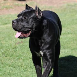 Cane Corso puppies from Valentina Cane Corso