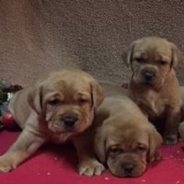 Labrador Retriever Puppies from KC Labradors