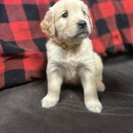Golden Retriever and Labrador Retriever Puppies from Storm Chasers Retrievers