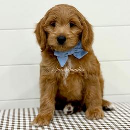 Blue Collar CHILI - Apricot male Goldendoodle puppy in Salem, Utah from Aspen Doodles Utah