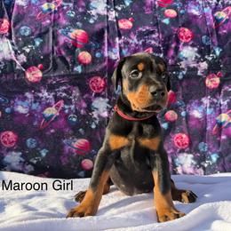 Maroon - Black and rust female Doberman Pinscher puppy in Knox, Indiana from Double River Dobermans