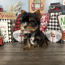 Albi - Black and tan male Yorkshire Terrier puppy in Statham, Georgia from The Yorkie Love Shack