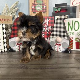 Albi - Black and tan male Yorkshire Terrier puppy in Statham, Georgia from The Yorkie Love Shack