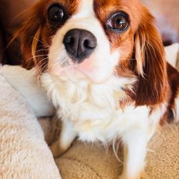 Winnie - Cavalier King Charles Spaniel