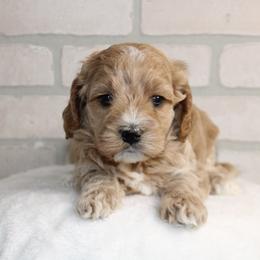 Female 1 - Buff and white female Cockapoo puppy in Mississippi from Ewing Acres