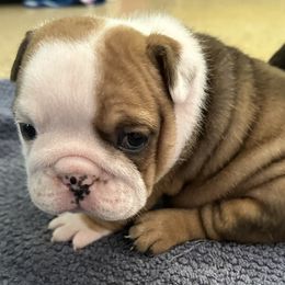 Hershey - Bulldog puppy in Alexandria, Virginia from Stacey D’s Bulldogs