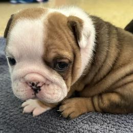 Hershey - Bulldog puppy in Alexandria, Virginia from Stacey D’s Bulldogs