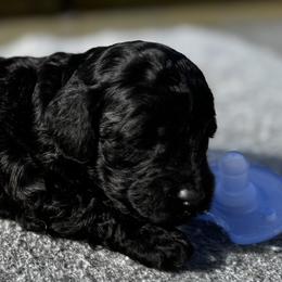 Baby 1 - Black male Poodle puppy in Rocky Top, Tennessee from WayMakers Papillons & Poodles