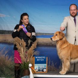 Golden Retrievers from Carova Golden Retrievers