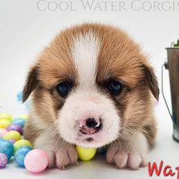 Wafer - Red male Pembroke Welsh Corgi puppy in Kiowa, Colorado from Cool Water Corgis LLC