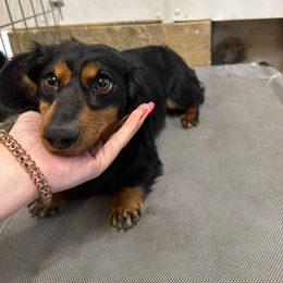 Ozzie - Dachshund